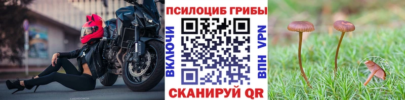 Купить  Чадан  Галлюциногенные грибы Psilocybine cubensis 